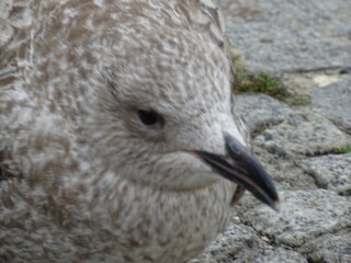 Möwe