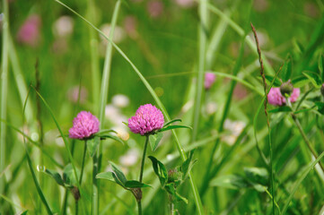 ムラサキツメクサ