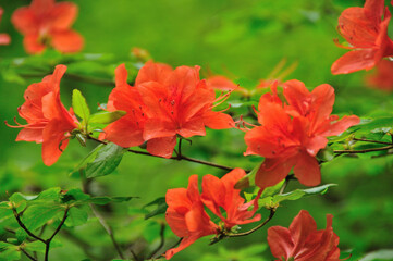 Obraz premium レンゲツツジ