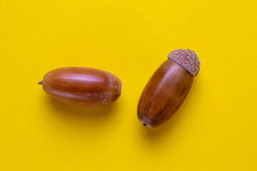 .two oak acorns on a yellow background