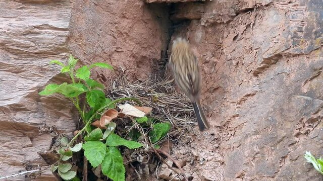 Zippammer (Emberiza cia) im Moseltal