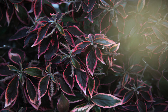 red and green leaves, Copperleaf plant (Acalypha amentacea wilkesiana), nature background