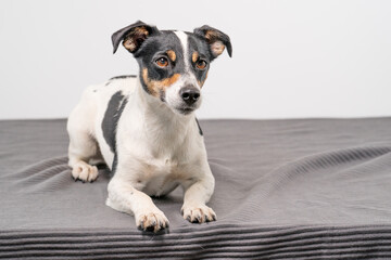 Young brown, black and white Jack Russell Terrier posing in a studio, the dog looks straight into the camera, copy space