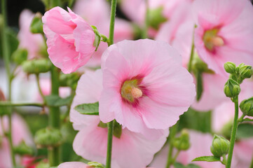 Obraz premium タチアオイ