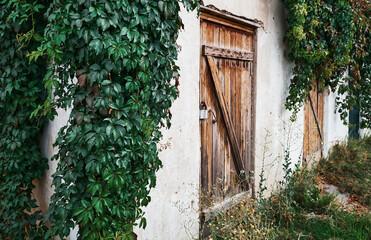 Old try with a wooden textured door, an old wall with crumbling plaster, overgrown with wild grapes. Sunlight, focus on the branches of wild grapes