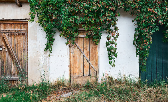 Old try with a wooden textured door, an old wall with crumbling plaster, overgrown with wild grapes. Natural destruction of the structure - Powered by Adobe