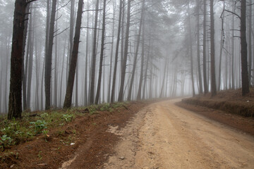 Road running through a misty pine forest
