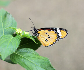 le fadet des garrigues
