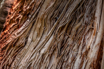 Close up of a tree trunk. Wood texture. Weathered tree trunk textured background. Soft focus.