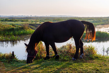 Przystań Waniewo. Narwiański Park Narodowy. Polska Amazonia, Podlasie © podlaski49