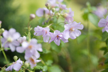 薄紫色のバコパ