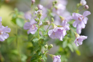 薄紫色のバコパ