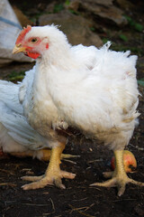 chicken