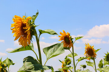 Sunflower field and sunflowers at sunset