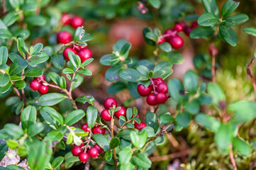 Bush of a ripe cowberry in forest. Ripe red lingonberry, partridgeberry, or cowberry grows in pine...