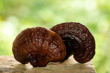 Fototapeta premium Lingzhi mushroom on green leaf background.
