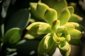 Macro Photography of a Green Succulent Plant, Sedum Lucidum, on dark background