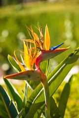 Bird of paradise