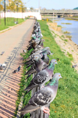 A lot of gray pigeons sitting on the iron fence of the river on the city embankment. Selective...