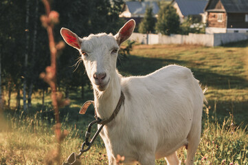 Fototapeta premium goat on the farm