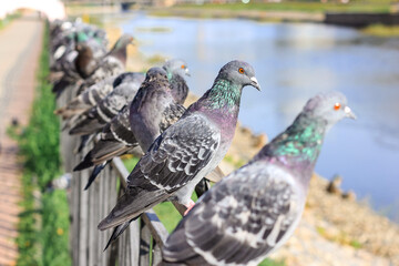 A lot of gray pigeons sitting on the iron fence of the river on the city embankment. Selective...