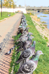 A lot of gray pigeons sitting on the iron fence of the river on the city embankment. Selective focus.