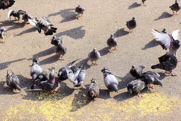 Fototapeta premium A lot of gray pigeons eating millet, grain in the city Park. Selective focus.