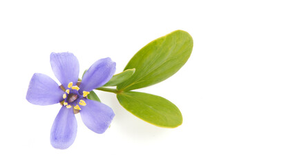 Lignum Vitae flowers blooming isolated on a white background.