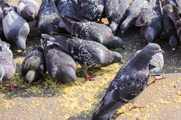 Fototapeta premium A lot of gray pigeons eating millet, grain in the city Park. Selective focus.