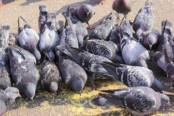 Fototapeta premium A lot of gray pigeons eating millet, grain in the city Park. Selective focus.