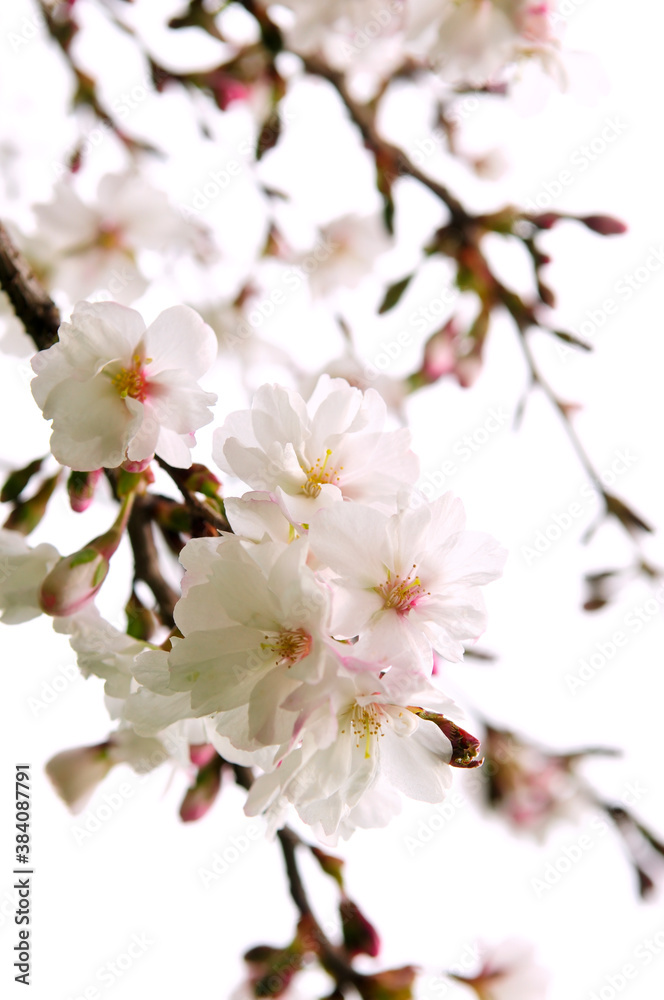 Canvas Prints oriental cherry blossom