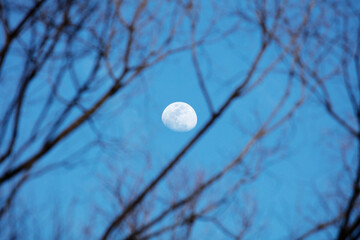 moon in the forest