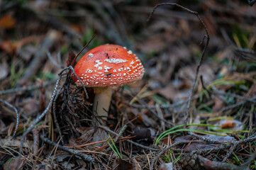 Close up of red poisonous Amanita with a fly in natural environment. Toxic and hallucinogen mushroom Fly Agaric in grass on autumn forest background.