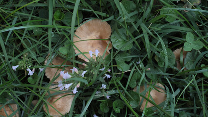 Group of  mushroom in a wood.