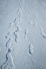 Fresh snow with morning sunlight with foot prints