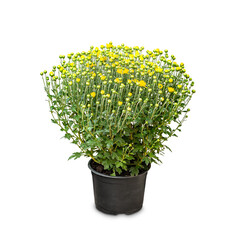 Pot of yellow flowering chrysanthemums