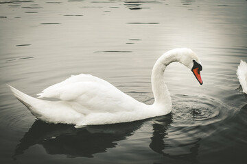 White swan swimming on a pond