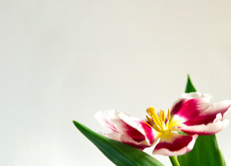 White-pink opened Tulip on a white background. Selective focus.