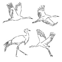 Naklejka premium Beautiful graceful sandhill shadoof fly on light backdrop. Freehand outline grey ink hand drawn logo sketchy in art retro scribble,