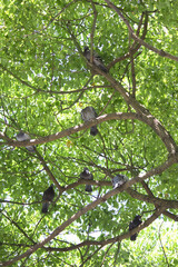 公園の樹木の日陰で涼をとるハト