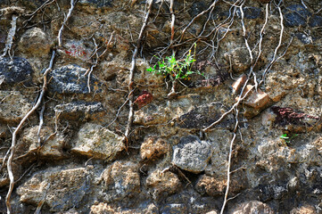 stone wall and ivy, Pompeii, Italy