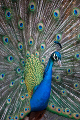 Close up of colorful peacock displaying tail feathers 