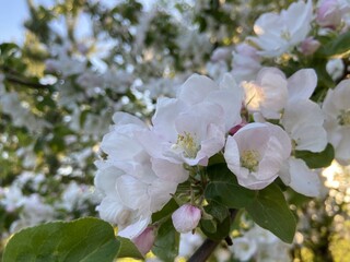 Obraz premium flower