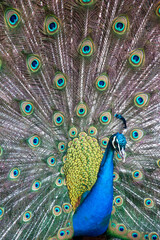 Close up of colorful peacock displaying tail feathers 