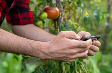 Hands of a caucasian farmer who is holding and using a tablet in the greenhouse. An agronomist checks the quality of organic tomatoes on the plantation. Smart organic farm