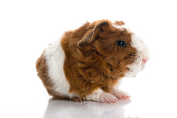 baby guinea pig