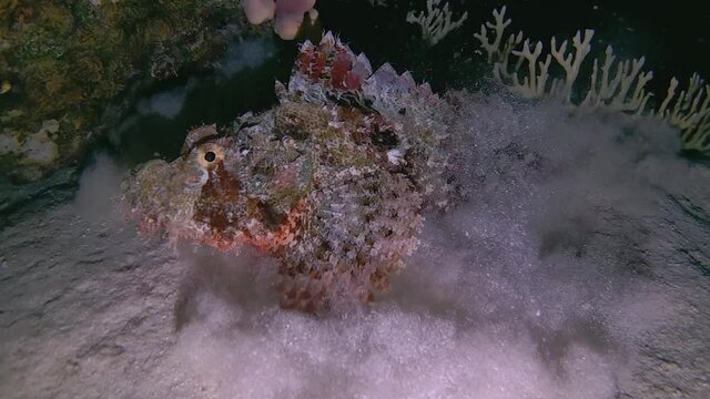 Scorpionfish hunts on small fish at night. Tasseled Scorpionfish, or Small-scaled Scorpionfish - Scorpaenopsis oxycephala. Red Sea, Egypt