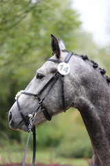 Obraz premium Close up of a horse head portrait on breeding test outdoors