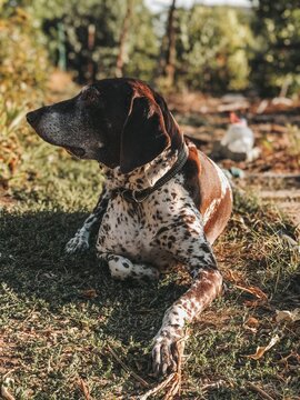 dog in autumn park