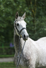  Close up of a horse head portrait on breeding test outdoors